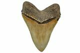 Serrated, Fossil Megalodon Tooth - North Carolina #328304-2